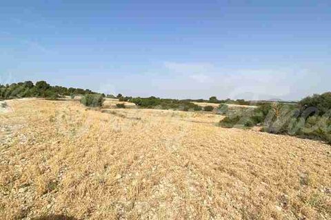Farm hus i Almansa, Albacete, Almansa - € 560.000 | Ref: SF0516 - foto 42